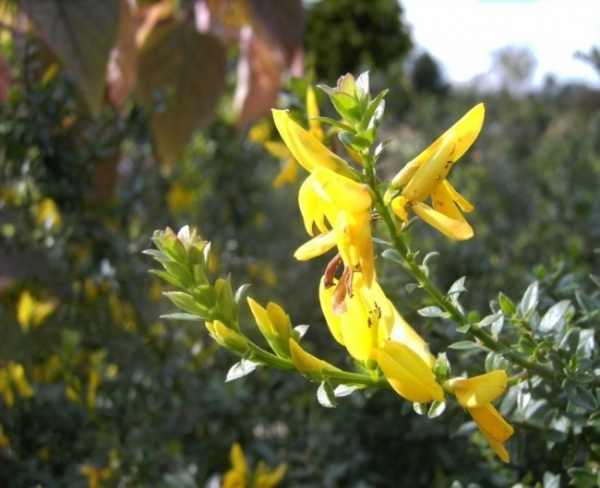 Genista tinctoria Royal Gold 2